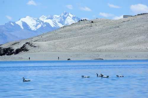 TREKKING IN LADAKH | CHANGTANG 2017